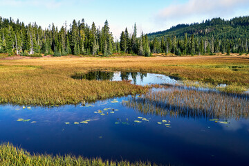 A small brilliant blue lake at the start of a fall alpine meadow covered  in golden grasses.
