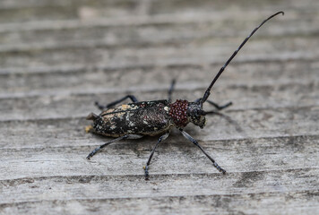 White spotted sawyer beetle with red mites attached to neck.