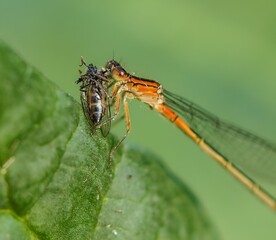 Insect perched on a leaf, one wing raised, Created with a mirrorless camera.