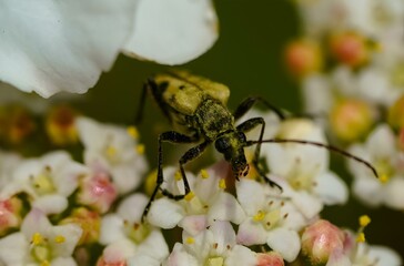 Beetle covered in golden pollen amongst some flowers.