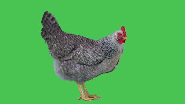 standing and singing chicken on a green screen