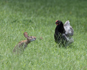 Wild rabbit and a chicken chilling in a grassy field.
