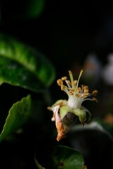 Przekwitnięty pąk jabłoni