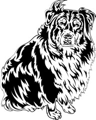 big fluffy dog