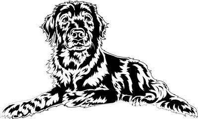 black labrador lying down