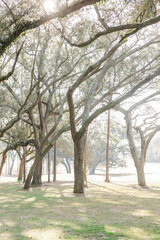 Obraz premium Lush green trees in Mobile, Alabama