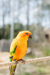 Parrot with vibrant green and yellow plumage perched on a rope
