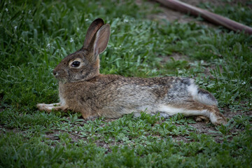 a large rabbit is laying in the grass with it's ears spread