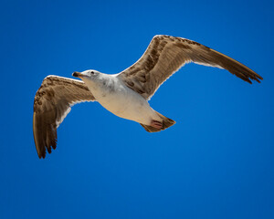 a seagull flying against a clear blue sky with its wings spread