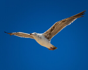 a large seagull flying in the sky above the ocean