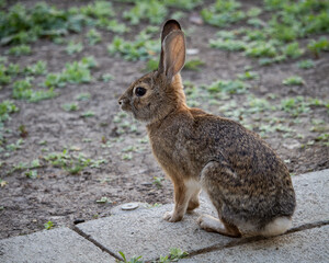 a small rabbit on some pavement looking forward to the left