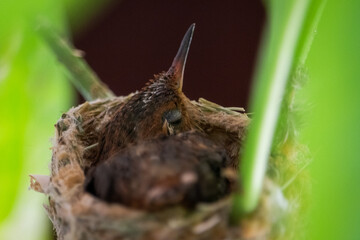 a small bird sitting in the nest of a plant, with it's beak