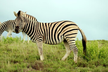 zebra in the wild