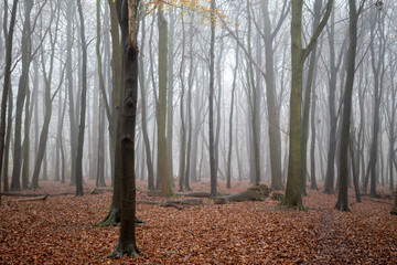 Mystical fog seeps through the dense forest, casting an enchanting aura