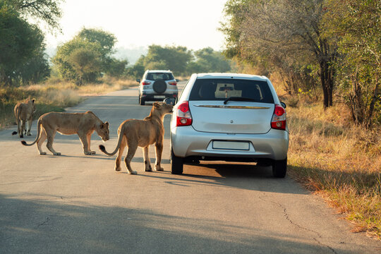 Curious free lion in a Safari in Kruger, South Africa