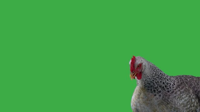 singing chicken on a green screen