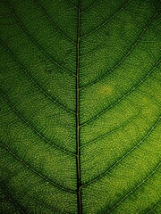 Podświetlony liść