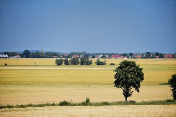 Krajobraz wiejski ze zbożem,  z prawej strony zielone drzewo oddali niebo bez chmur, na horyzoncie widać małe domki © Stefan