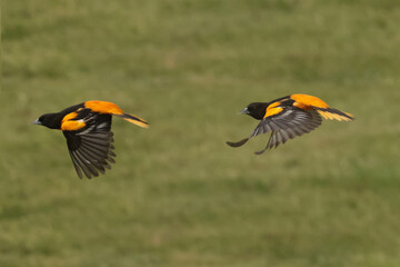 Obraz premium Baltimore Orioles in Spring