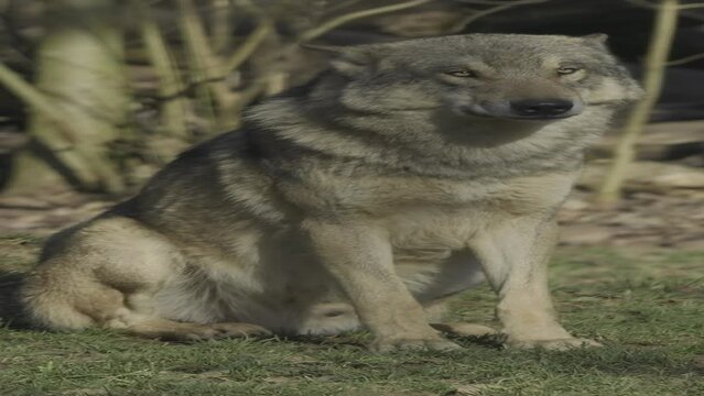 Vertical sideways shot of a grey wolf sitting still in a forest on a sunny day.