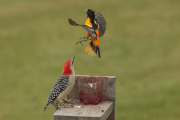 Red Bellied woodpecker chasing off Baltimore Oriole
