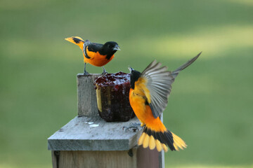 Two Male Baltimore Orioles fighting over food in spring