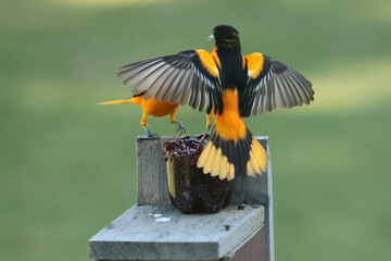 Two Male Baltimore Orioles fighting over food in spring