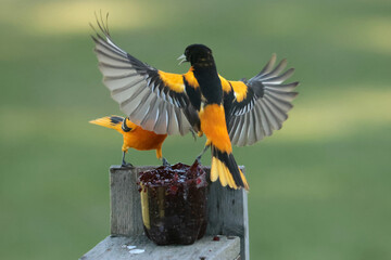 Two Male Baltimore Orioles fighting over food in spring