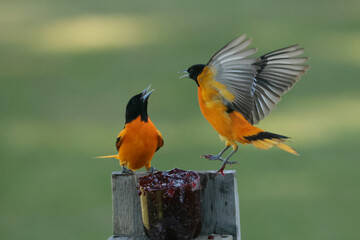 Two Male Baltimore Orioles fighting over food in spring