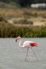 Flamingo wades through the water