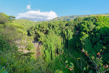 Forested hill on the Pipiwai Trail on the island of Maui, Hawaii, USA