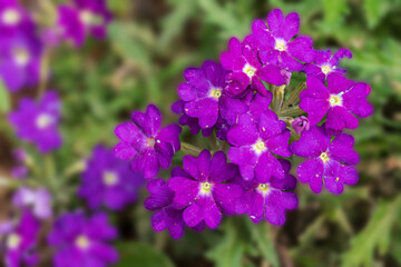 Top view of purple flowers blooming next to a vibrant green plant