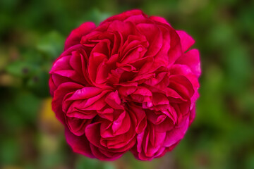 Vibrant bright pink flower blossoming among green leaves