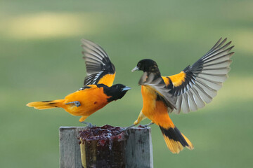 Two Male Baltimore Orioles fighting over food in spring