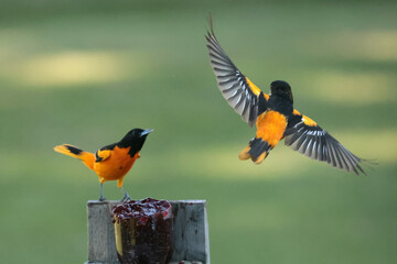Two Male Baltimore Orioles fighting over food in spring