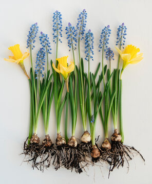 We are calling you spring