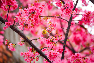 Beautiful shot of a bird resting on a cherry blossom tree branch