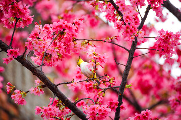 Beautiful shot of a bird resting on a cherry blossom tree branch