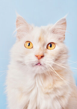 Persian cat portrait