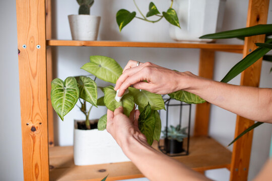 europenian woman take care about home plants