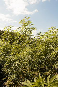 Outdoor Marijuana field in North Thailand