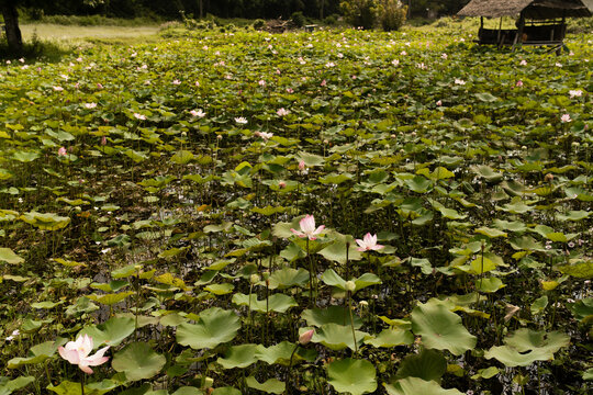 Water lilly flowers