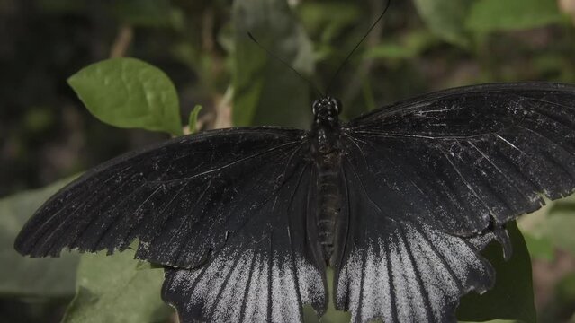 Closeup of open wings position of Papilio memnon butterfly on plant against blur background