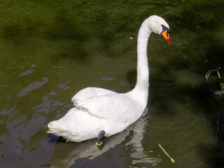 A white swan is swimming in a pond.