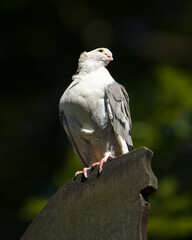 a pigeon sitting on a cement block with green foliage behind it