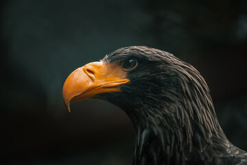 Close-up shot of an eagle in darkness