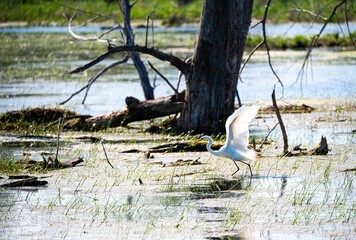 Great egret strolling near a tree in a wetland