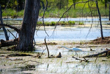 Great egret strolling near a tree in a wetland