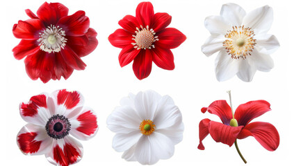 Six red and white flower arrangements in diverse shapes, set against a solid background, captured in high resolution, high quality, and high detail, with sharp focus.