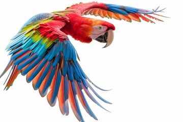 Fototapeta premium Colorful Parrot Flying Through the Air